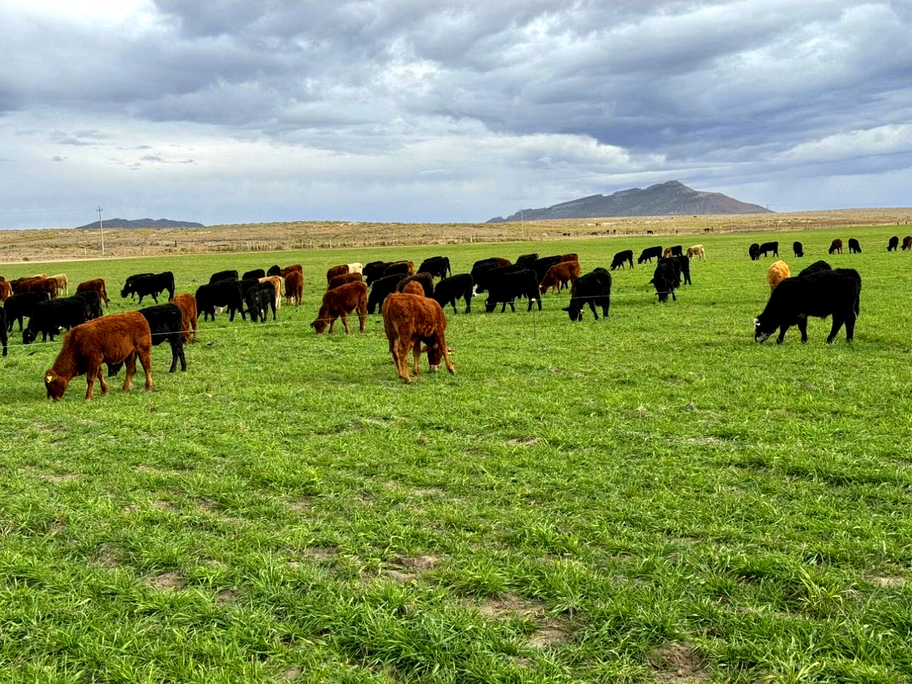 Cattle grazing on pasture
