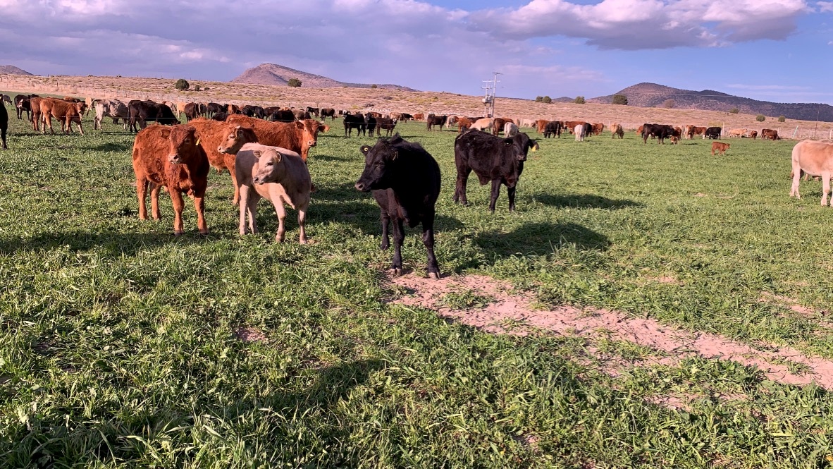 Cattle grazing on pasture